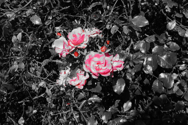 Product picture Spring Arrival